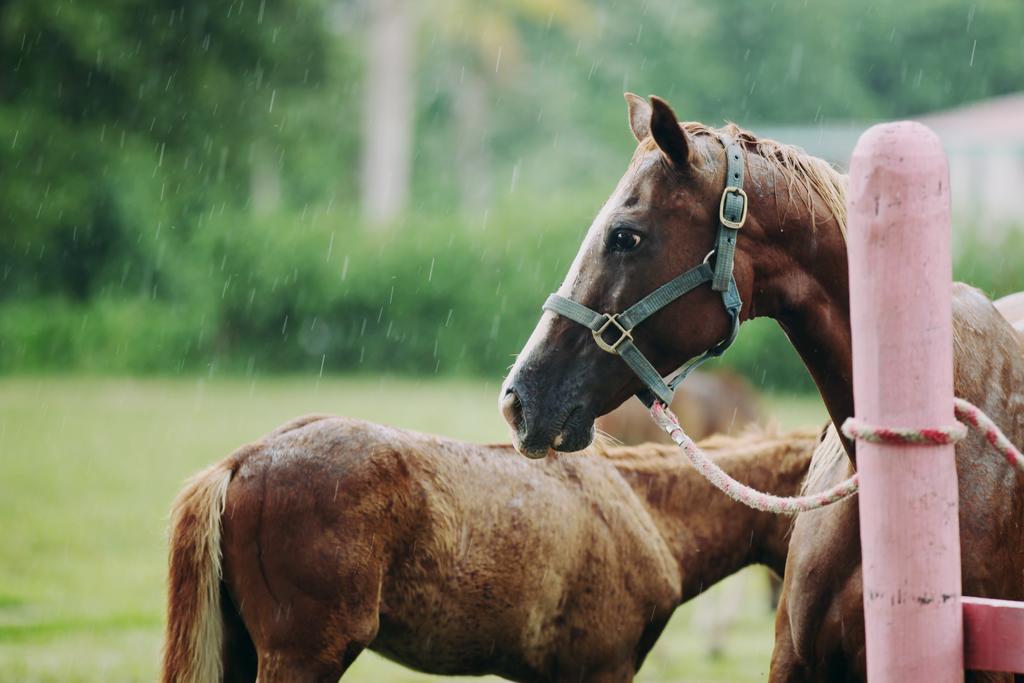 Banana Bank Lodge & Jungle Horseback Adventures Belmopan Zewnętrze zdjęcie